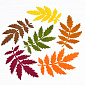 Декоративные изделия из фетра Листья рябины, 9х5 см, Микс, 1 набор (FLT-051574)