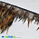 /p38982-perya-petuha-na-lente-6-12-sm-korichnevie-naturalnie/