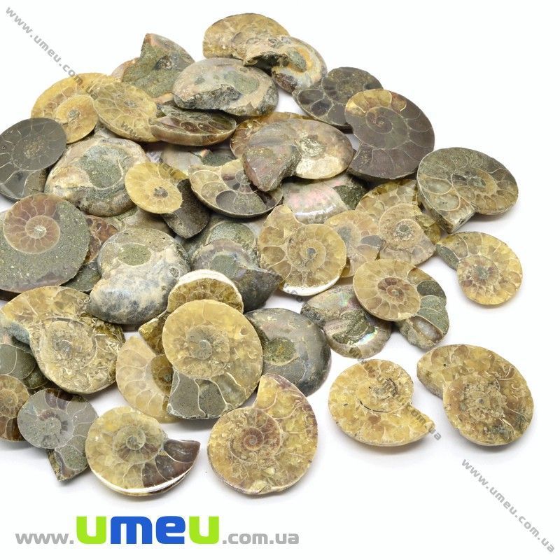 Амоніт скам'янілий, 21х17х4,4 мм (POD-031641)