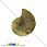 /p31643-ammonit-okameneliy-21x17x5-4-mm/