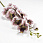 /p62628-vetka-orhidei-na-9-socvetiy-95-sm/