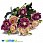 /p48320-buket-roz-35-sm-malinoviy/
