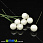 /p33208-kalina-perlamutrovaya-12-mm-belaya/