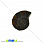 /p31612-ammonit-okameneliy-20x17x4-7-mm/