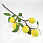 /ru/p62597-vetka-s-limonami/