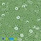 Паєтки Італія круглі плоскі, 3 мм, Салатові №7664 Verde Chiaro Opaline, 3 г (PAI-039154)