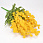 /p54038-buket-mimozi-36-sm-zheltiy/