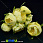 /p15406-pion-tkaneviy-40-mm-zheltiy/