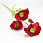 /p62718-maki-krasnie/