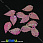 /p1526-payetki-listiki-16x9-mm-rozovie-ab/