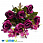 /p48294-buket-roz-s-romashkami-34-sm-fuksiya/