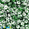 /p37854-payetki-indiya-cveti-6-mm-zelenie/