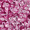 /p53156-payetki-indiya-kruglie-granenie-5-mm-malinovie/