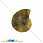 /p31641-ammonit-okameneliy-21x17x4-4-mm/