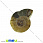 /p31620-ammonit-okameneliy-22x17x5-7-mm/