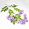 Ветка глицинии, 85 см, Сиреневая (DIF-057806)