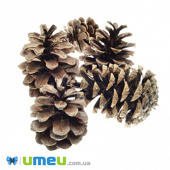 Шишка соснова, 40-60 мм, Коричнева (DIF-042874)