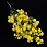 /p47862-buket-gipsofili-34-sm-zheltiy/