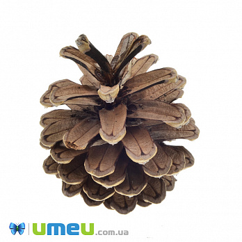 Шишка соснова, 60-90 мм, Коричнева (DIF-042875)