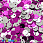 /p37439-payetki-indiya-kruglie-ploskie-smeshyennoe-otverstie-5-mm-serebristo-malinovie/