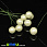 /p33212-kalina-perlamutrovaya-12-mm-kremovaya/