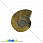 /p31638-ammonit-okameneliy-21x18x4-3-mm/