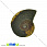 /p31606-ammonit-okameneliy-26x21x4-mm/