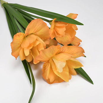 Букет ірисів, 63 см, Помаранчевий (DIF-062126)