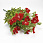 /p59315-buket-margaritok-36-sm/