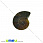 /p31616-ammonit-okameneliy-19x15x4-5-mm/