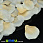 /p15342-lepestki-rozi-50x50-mm-persikovie/