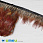 /p38981-perya-fazana-na-lente-5-7-sm-krasnie-naturalnie/