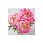 /ru/p56350-nabor-almaznoy-zhivopisi-na-podramnike-30x30-sm-pioni/