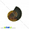 /p31615-ammonit-okameneliy-22x18x4-5-mm/