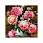 /ru/p51362-nabor-almaznoy-zhivopisi-na-podramnike-pioni-30x30-sm/