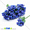 /p15436-tichinki-na-provoloke-sinie/