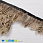 /p40434-perya-fazana-na-lente-4-5-sm-bezhevie-naturalnie/