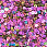 /p41797-payetki-indiya-kruglie-ploskie-3-mm-malinovie-av/